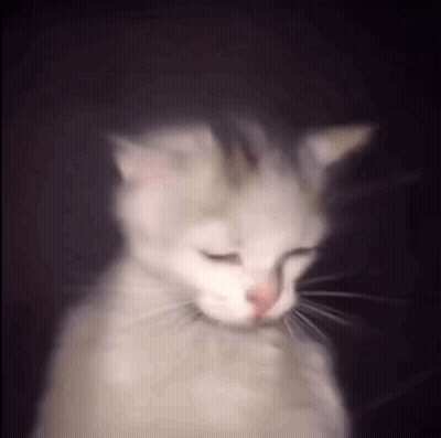 White Cat With Eyes Closed GIF