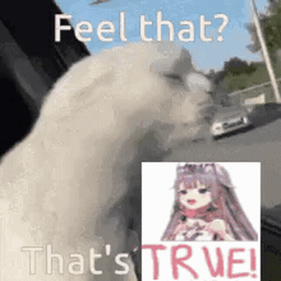 White Cat With Girl Picture Feel That True GIF