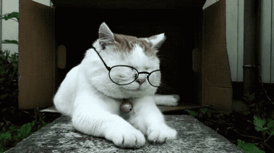 White Cat With Glasses Laying By Box GIF