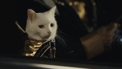 White Cat With Gold Collar Sitting In Car GIF