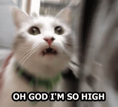 White Cat With Green Collar Saying Oh God I'm So High GIF