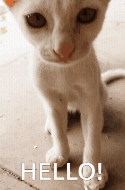 White Cat With Hello GIF