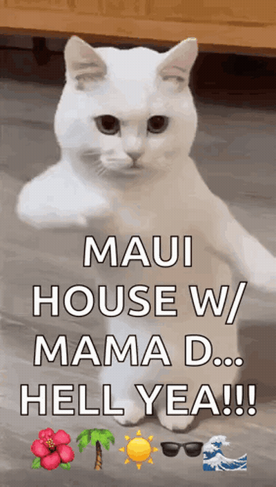 White Cat With Maui House Words GIF
