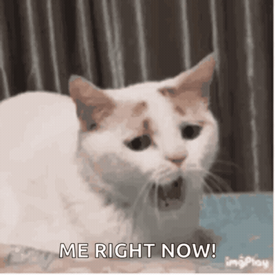 White Cat With Mouth Open Me Right Now GIF