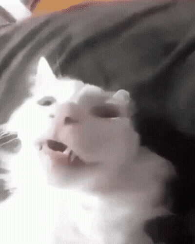 White Cat With Mouth Wide Open GIF