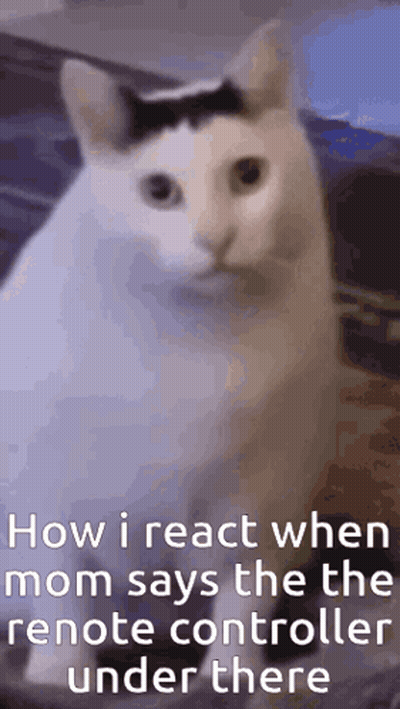 White Cat With Mustache Sitting On Bed GIF
