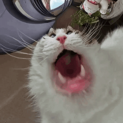 White Cat With Open Mouth And Hello Kitty Figurine GIF