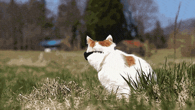 White Cat With Orange Spots Sitting In Grass GIF