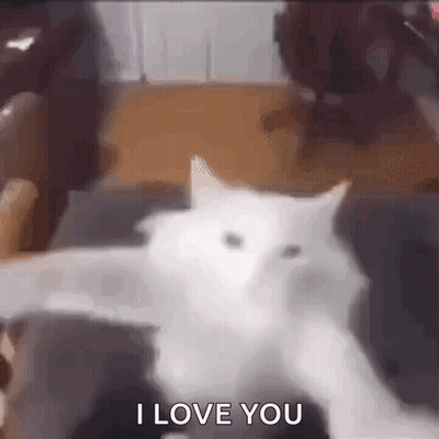 White Cat With Paws Out Saying I Love You GIF