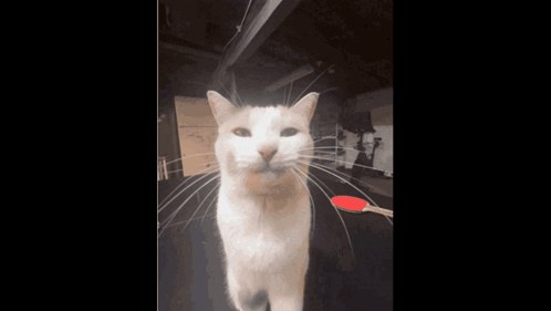 White Cat With Ping Pong Paddle GIF