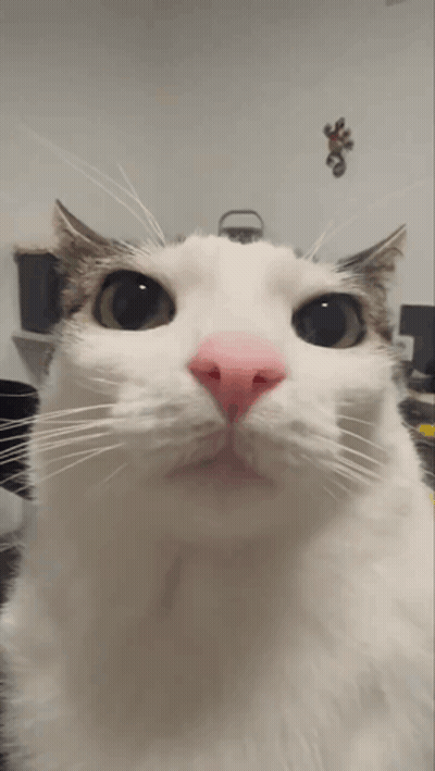 White Cat With Pink Nose And Green Eyes GIF
