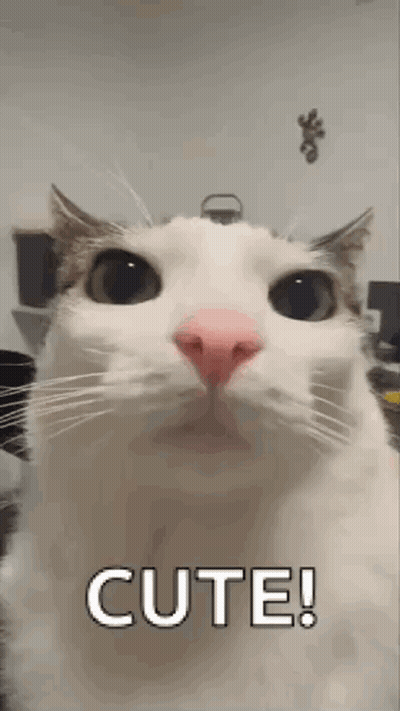 White Cat With Pink Nose Saying Cute GIF