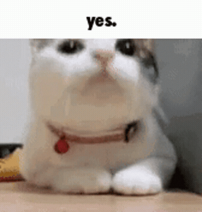 White Cat With Red Collar Laying On Wooden Floor GIF