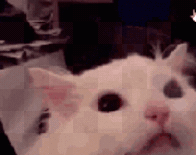 White Cat With Sad Face GIF