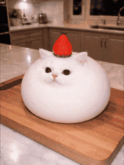White Cat With Strawberry On Head On Cutting Board GIF