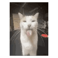 White Cat With Tongue Out Sticker