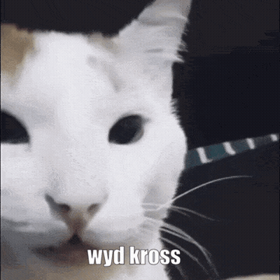 White Cat With Wyd Kross GIF