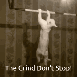 White Cat Working Out Grinding Don't Stop Meme