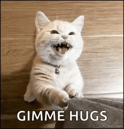 White Cat Yawning On Wooden Floor GIF