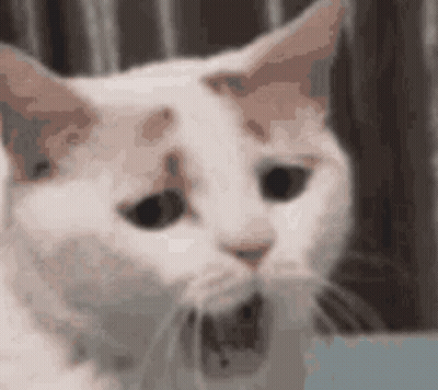 White Cat Yawning Wide GIF
