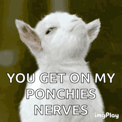 White Cat You Get On My Ponchies Nerves GIF