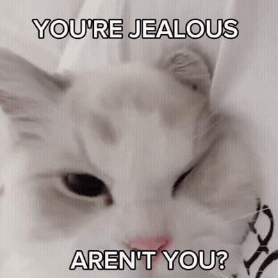 White Cat You're Jealous Aren't You GIF