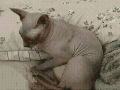 White Cats Flying Over Sphinx In Front Of Pyramid GIF