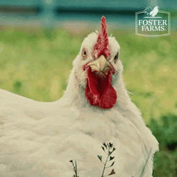 White Chicken Bouncing Head Dance GIF