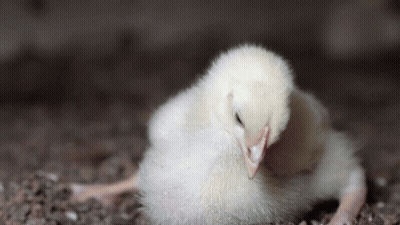 White Chicken Laying On Ground Looking At Camera GIF