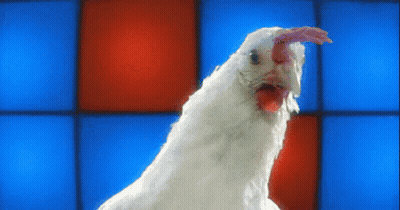 White Chicken Standing In Front Of Blue And Red Wall GIF