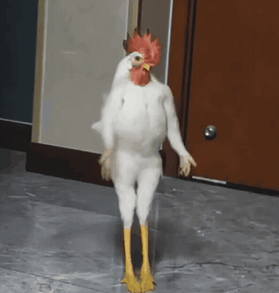 White Chicken Standing On Hind Legs GIF