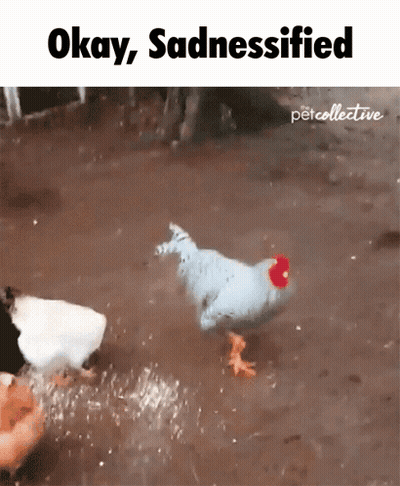 White Chicken With Red Head Walking In Mud GIF