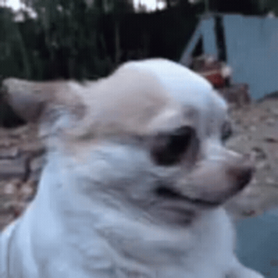 White Chihuahua Dog Sitting GIF