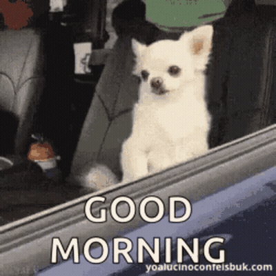 White Chihuahua Looking Out Car Window GIF