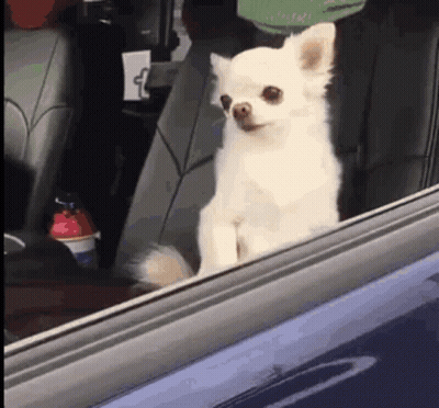 White Chihuahua Sitting In Back Seat Looking Out Window GIF