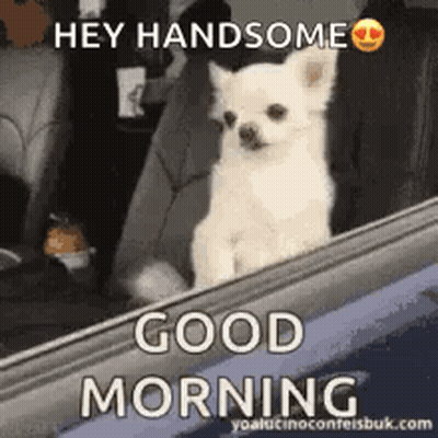 White Chihuahua Sitting In Back Seat Of Car GIF