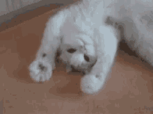 White Cool Cat Lying Paws Close Open GIF