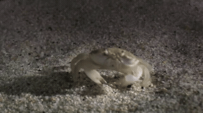 White Crab Crawling On Sand GIF