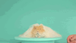 White Cream Guinea Pigs GIF