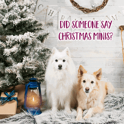 White Curious Cute Christmas Dogs GIF