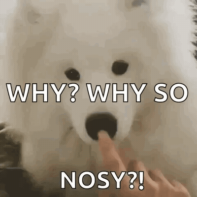 White Dog Asking Why GIF