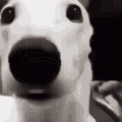 White Dog Close Up Black Nose GIF