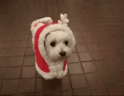 White Dog Cute Christmas Costume GIF