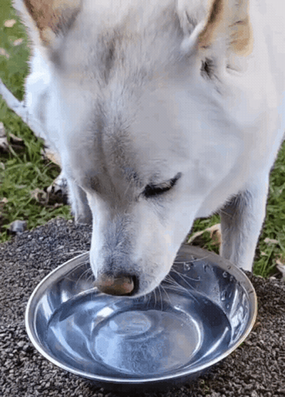 White Dog Drinking Water From Metal Bowl GIF