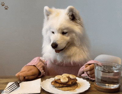 White Dog Eating Pancakes GIF