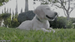 White Dog Feeling The Grass  GIF