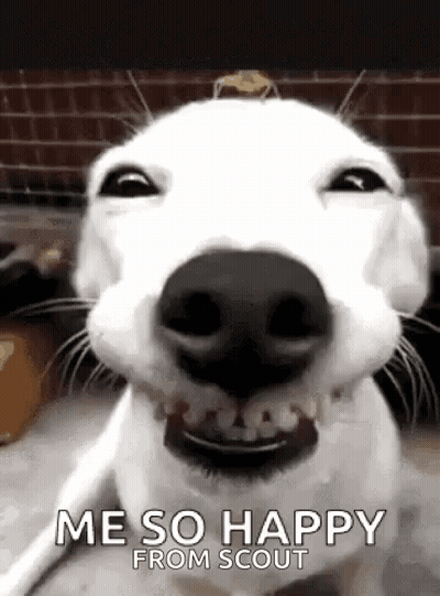 White Dog Funny Face Says Me So Happy From Scout GIF
