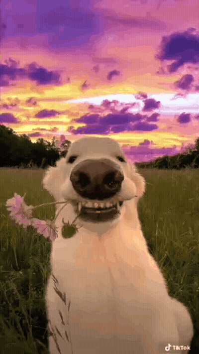 White Dog Holding Flower GIF
