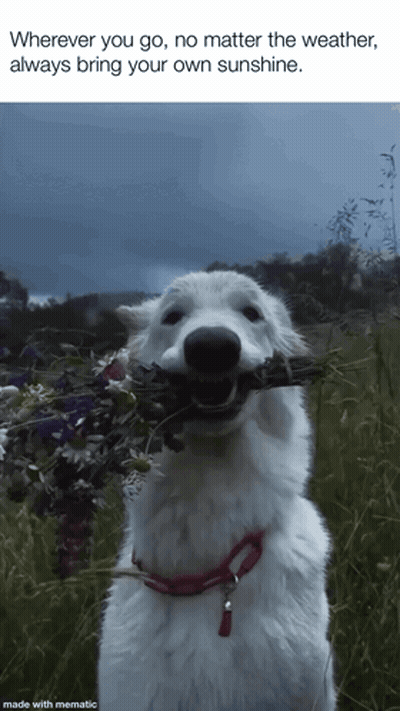 White Dog Holding Flowers Wherever You Go No Matter the Weather