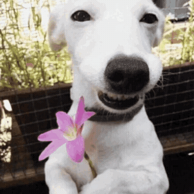 White Dog Holding Pink Flower